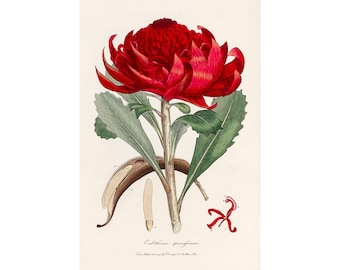 Waratah, George Shaw | Art Print | Canvas Print | Fine Art Poster | Art Reproduction | Archival Giclee | Gift Wrapped