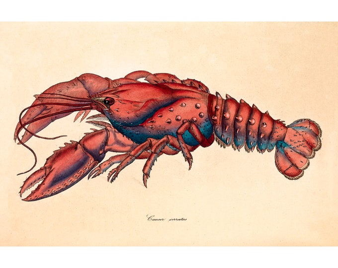 Serrated Lobster, Cancer Serratus, James Sowerby | Art Print | Canvas Print | Fine Art Poster | Art Reproduction | Archival Giclee | Gift