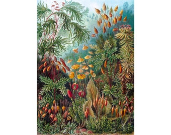 Ernst Haeckel, Muscinae, 1904 | Art Print | Canvas Print | Fine Art Poster | Art Reproduction | Archival Giclee | Gift Wrapped