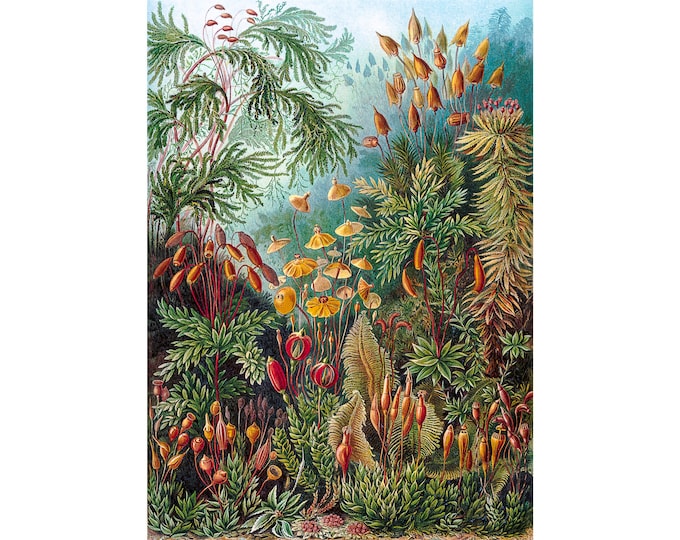 Ernst Haeckel, Muscinae, 1904 | Art Print | Canvas Print | Fine Art Poster | Art Reproduction | Archival Giclee | Gift Wrapped