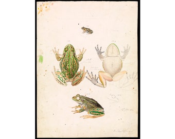 Arthur Bartholomew, Growling Grass Frog, Litoria Raniformis | Art Print | Canvas Print | Fine Art Poster | Art Reproduction | Archival