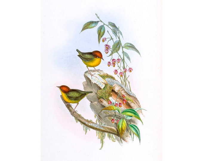 Cettia Castaneocoronata, John Gould | Art Print | Canvas Print | Fine Art Poster | Art Reproduction | Archival Giclee | Gift Wrapped