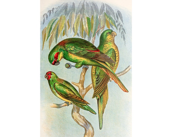Musk Lorikeet, The Birds Of Australia | Art Print | Canvas Print | Fine Art Poster | Art Reproduction | Archival Giclee | Gift Wrapped