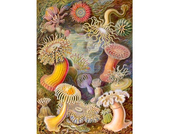 Ernst Haeckel, Actiniae, 1904 | Art Print | Canvas Print | Fine Art Poster | Art Reproduction | Archival Giclee | Gift Wrapped