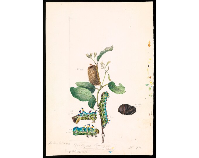 Arthur Bartholomew, Emperor Gum Moth, Opodiphthera Eucalypti | Art Print | Canvas Print | Fine Art Poster | Art Reproduction | Archival