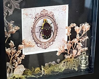 Real framed flower beetle (Euchroea Histrionica)