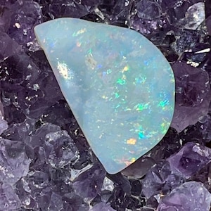 Rare collectors Australian opal shell fossil Coober Pedy