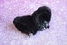 MtO - Kitten play clip on cat ears with ribbon bows and bell - neko cosplay costume ears - kitten play gear accessories - black 