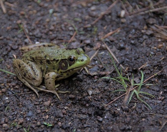 Concerned Frog