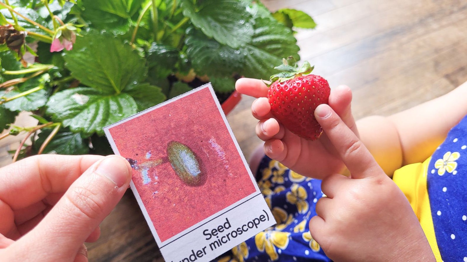 Strawberry Unit Study Strawberry Anatomy and Strawberry - Etsy