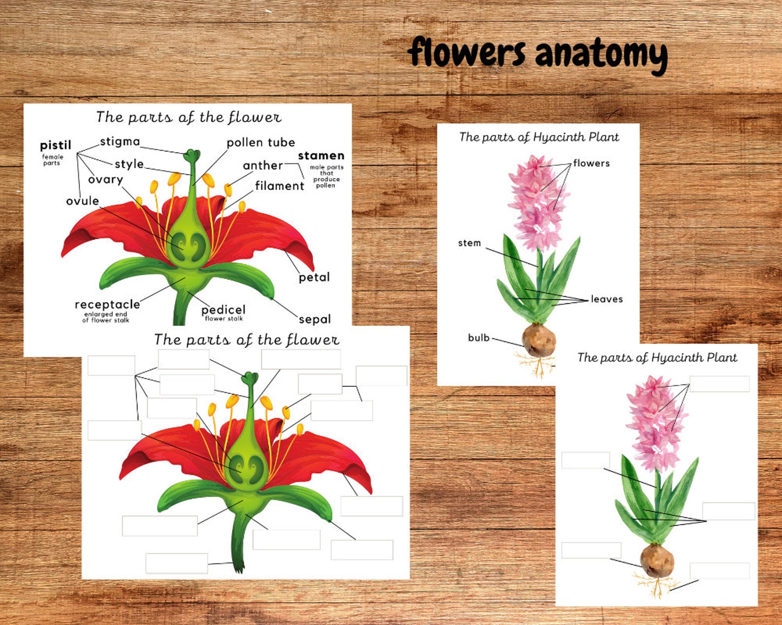 Spring Flowers Unit Study – Flashcards, Classification, Anatomy ...