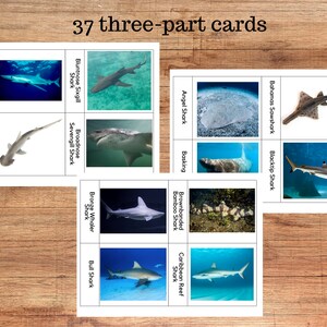 May include: A set of 37 three-part cards featuring different types of sharks. Each card has a picture of a shark and its name. The cards are printed on white paper and are perfect for learning about sharks.