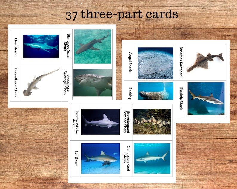 May include: A set of 37 three-part cards featuring different types of sharks. Each card has a picture of a shark and its name. The cards are printed on white paper and are perfect for learning about sharks.