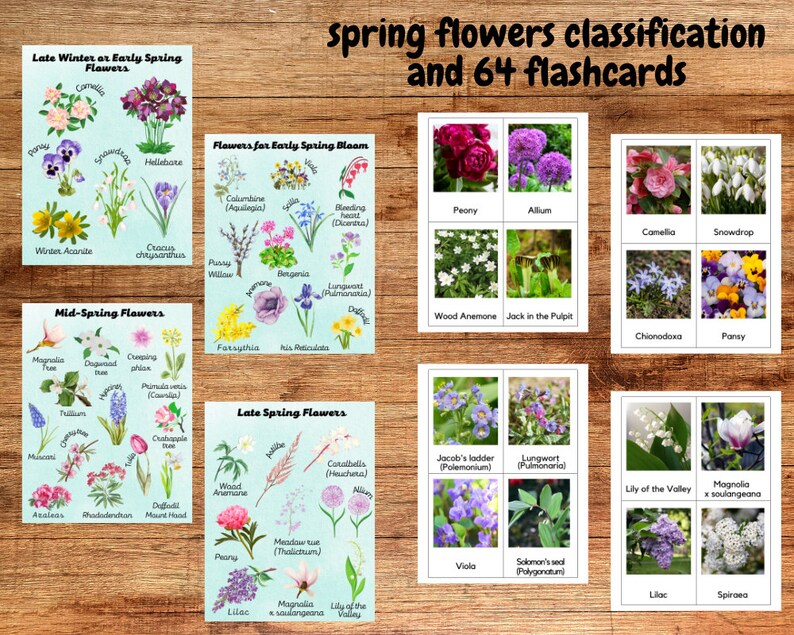 Spring Flowers Unit Study – Flashcards, Classification, Anatomy ...