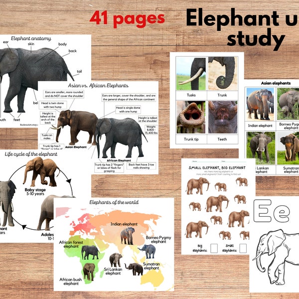 Elephant unit study, Elephant anatomy and species three part cards, Montessori materials, Homeschool Learning Pack