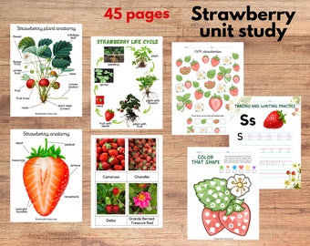 Strawberry unit study, Strawberry anatomy and strawberry varieties, Strawberry three-part cards, tracing, writing and math worksheets