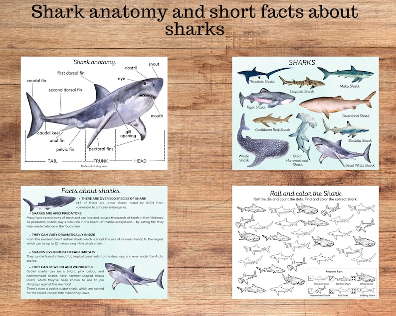 May include: An educational illustration of a shark anatomy diagram with labeled parts, a chart of different shark species, and a game to color and count the dots on various shark silhouettes. The text reads "Shark anatomy and short facts about sharks".