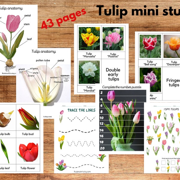 Tulip anatomy mini study, Tulip learning pack - Tulips flashcards, flowers classification and anatomy, number puzzles, tracing practice