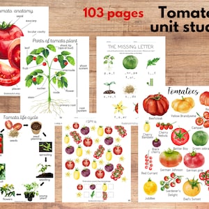 Unidad de estudio del tomate, Anatomía y ciclo de vida del tomate, Tarjetas y póster de tres partes de variedades de tomate, Materiales Montessori para educación en el hogar