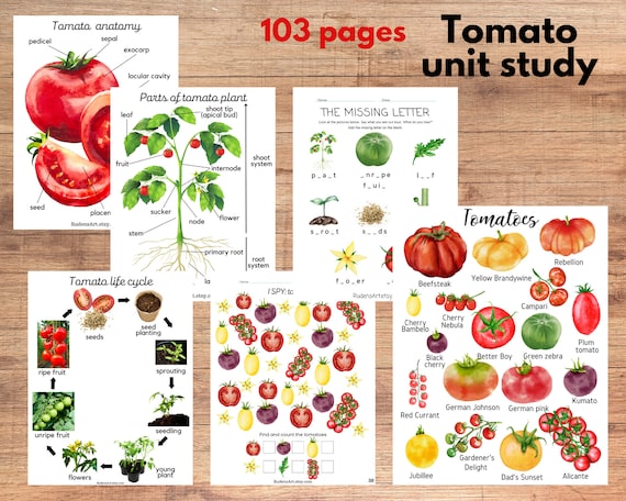 Tomato Unit Study, Tomato Anatomy and Life Cycle, Tomato Varieties