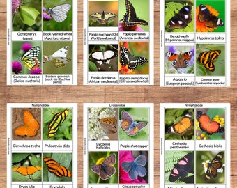 Butterflies three-part cards, Montessori material, 235 butterfly species, Homeschool Learning Pack