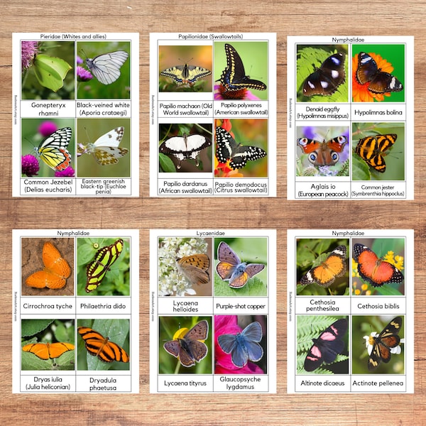 Butterflies three-part cards, Montessori material, 235 butterfly species, Homeschool Learning Pack