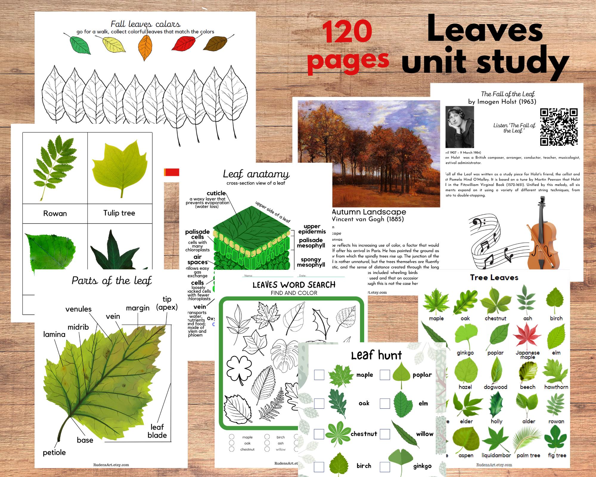 Leaf Unit Examples Leaves Unit Study, Leaf Anatomy, Three-part Cards, Montessori Materials ...