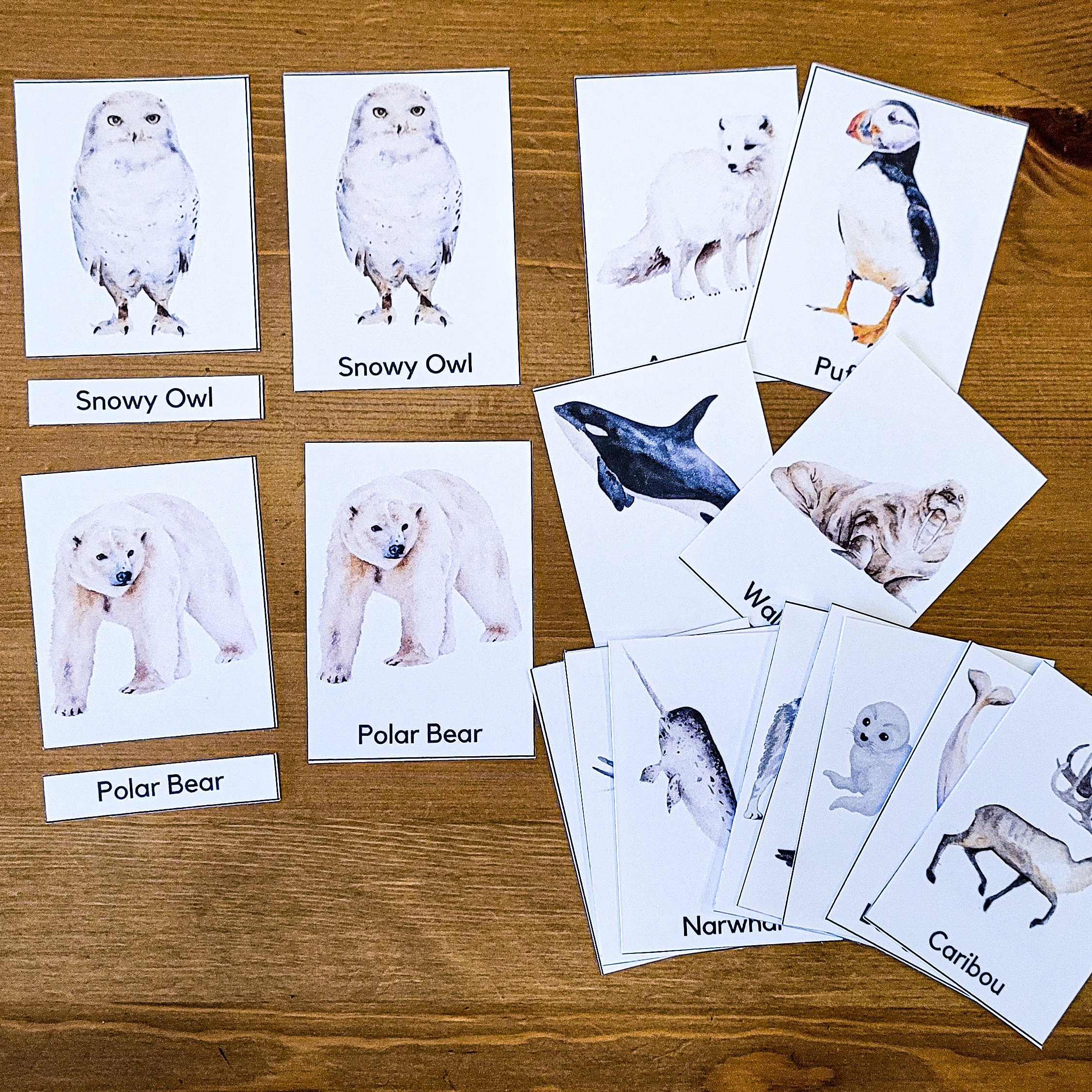 14 FREE Arctic animals Flashcards, PDF