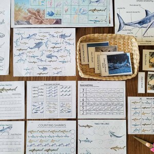 May include: A set of educational worksheets for kids featuring sharks. The worksheets include tracing and writing practice, counting, and a shark anatomy diagram. There are also cards with different types of sharks and their names.