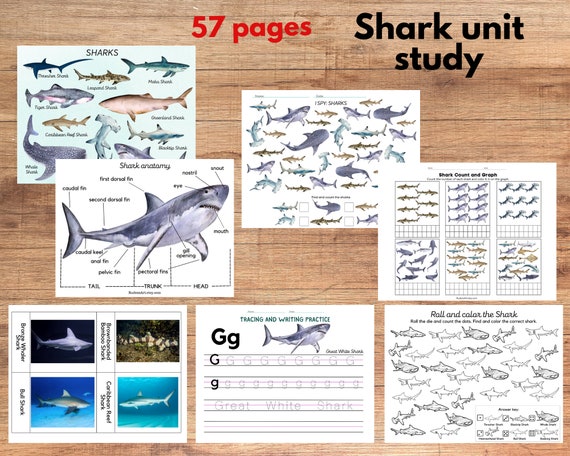 Shark unit study, Shark anatomy and Shark species three-part cards, Math worksheets, tracing and writing activities, Sharks poster