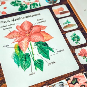 Weihnachtsstern Einheitsstudie, Weihnachtsstern Anatomie und Lebenszyklus, Weihnachtsstern Sorten dreiteilige Karten, Montessori Materialien für den Heimunterricht