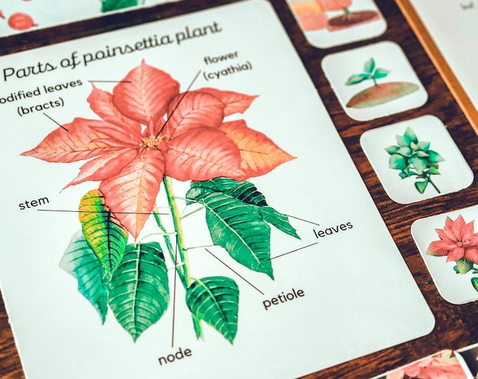 Poinsettia Unit Study, Poinsettia Anatomy and Life Cycle, Poinsettia ...