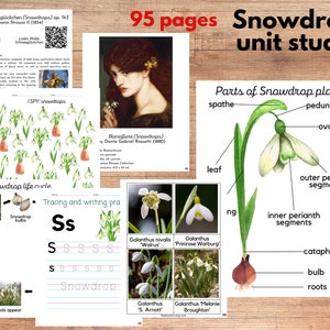 Studio dell'unità bucaneve, anatomia del Galanthus nivalis, ciclo di vita, arte, musica, studio della poesia, carta in tre parti, materiali Montessori, Charlotte Mason