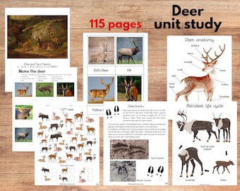 Deer unit study, Deer anatomy, Reindeer life cycle, Art, Poetry study, Three-part card, Montessori materials, Charlotte Mason
