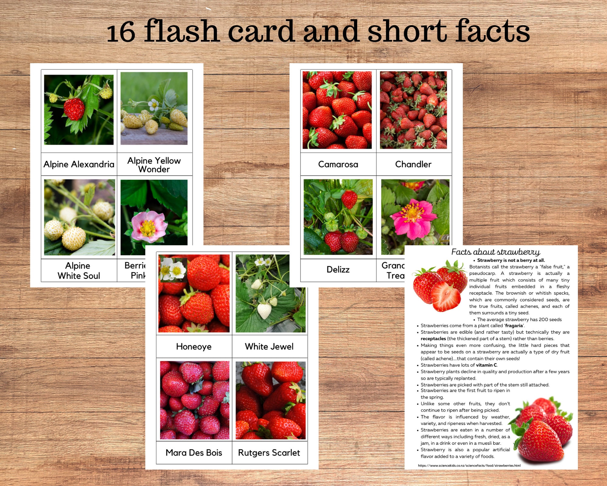 Strawberry Unit Study Strawberry Anatomy and Strawberry - Etsy