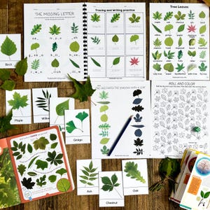 Estudio de la unidad sobre las hojas, Anatomía de las hojas, Tarjetas de tres partes, Materiales Montessori, Charlotte Mason