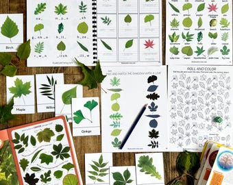 May include: A set of educational worksheets for kids featuring tree leaves. The worksheets include tracing and writing practice, matching leaves to their shadows, and a roll and color activity. The worksheets are printed on white paper and feature colorful illustrations of leaves.
