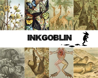 May include: A collage of vintage illustrations featuring a variety of animals, including butterflies, giraffes, bats, sloths, frogs, and seals. The word "INKGOBLIN" is displayed in bold, black letters across the center of the image.