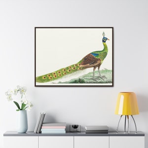 Spike-crested peacock illustration from The Naturalist&#39;s Miscellany (1789 to1813) by George Shaw Gallery Canvas, Horizontal Frame
