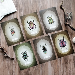 Postkarten Set "Käfer" mit 6 Käfer Designs