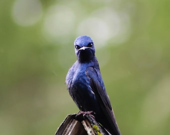 Purple Martin Art Print, Digital Photo Print, Giclee Print, Bird Portrait