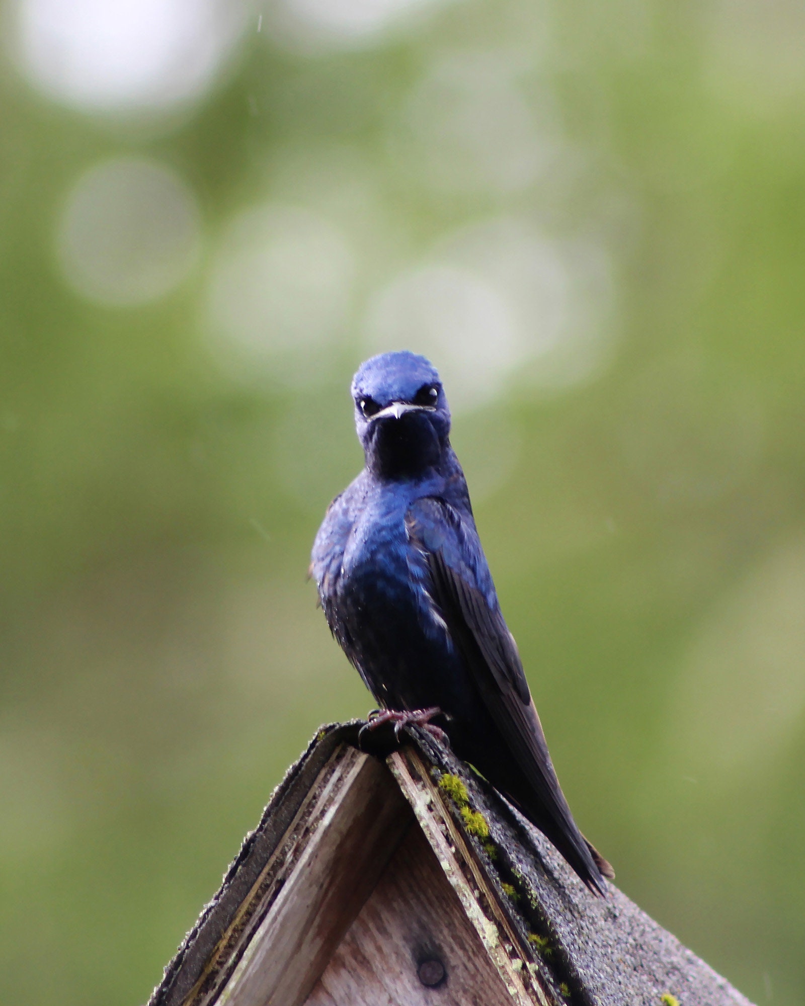Purple Martin Nest Cam 2021 Purple Martin Art Print, Digital Photo