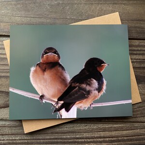Barn Swallow Greeting Card, Photo Greeting Card, Blank Card, Happy Mail, Bird Card
