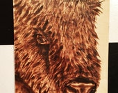 Bison woodburn buffalo
