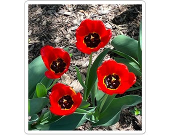 Red Tulips Photo, Kiss-Cut Stickers