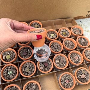 May include: A collection of small terracotta pots filled with gravel and various lithops succulents, arranged in a cardboard grid. One pot is held up, revealing a clear, circular glass base underneath it, showcasing the plant's unique texture.