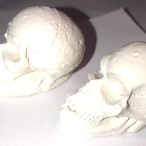 Plaster Anatomy Skulls  Skeleton Head Ready to Paint Halloween Fake Candy P0053
