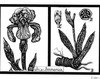 Iris Germania Print