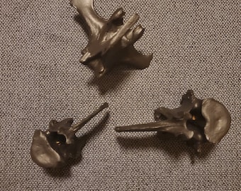 Deer Vertebrae