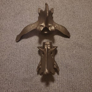 Deer Vertebre